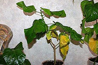 What to do if hibiscus roots, stem or leaf tips dry and why do you have problems?