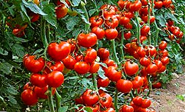 What is it - indeterminate variety of tomatoes? Its advantages and disadvantages