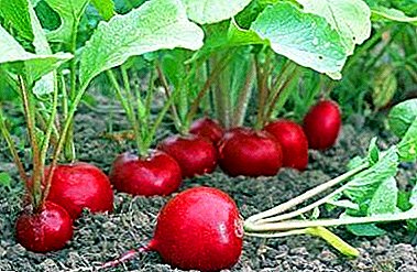 What can be planted after or near radish, and will it grow on the site of other crops?