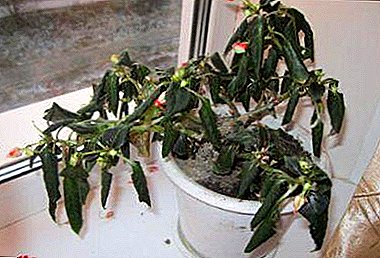 Was ist mit dem Balsamico passiert, warum fallen Blätter und werden krank und wie kann man die Blume retten?