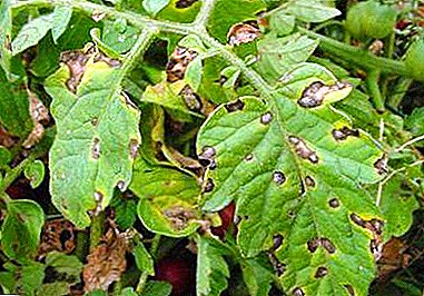 ¿Qué es Alternaria? Síntomas en varias plantas, formas de luchar.