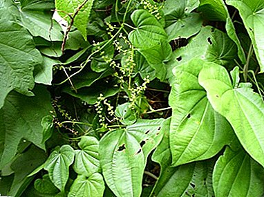 Qual è la Dioscorea caucasica e quali proprietà mediche ha? Caratteristiche e regole di coltivazione