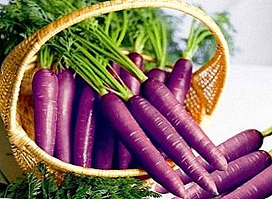 What is purple carrot? What varieties can be and how to grow it?