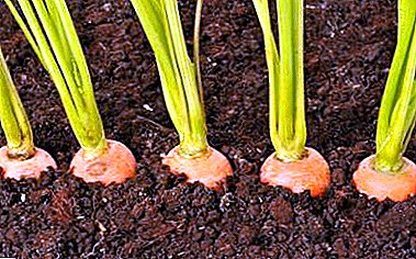 ¿Qué es el deshierbe de zanahorias, en qué se diferencia del adelgazamiento? Métodos para el procedimiento.