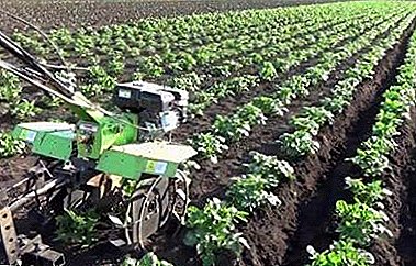 Apa yang Anda ketahui tentang mengisi kentang dengan traktor berjalan di belakang? Kami tahu semua tentang itu!