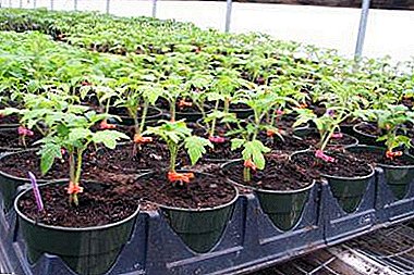 What influences the term of sowing tomatoes on seedlings for the greenhouse and when they should be planted?