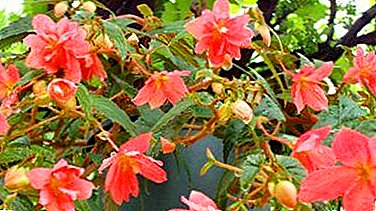 What plant ampelous begonia and how to care for it?