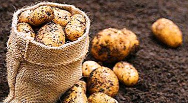 Om de oogst van het "tweede brood" niet te verliezen - tips voor het creëren van de optimale temperatuur voor het bewaren van aardappelen