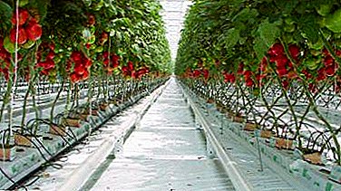 لزراعة الطماطم (البندورة) الجيدة في الدفيئة - مخططات زراعة شعبية ، توصيات لأنواع مختلفة