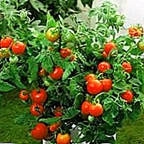 Underbar mängd tomater "Liana": Vad är dess unika, beskrivning, egenskaper, foton