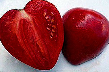 Miracle in Red - Beschreibung der Eigenschaften einer Vielzahl von Tomaten "Mazarin"
