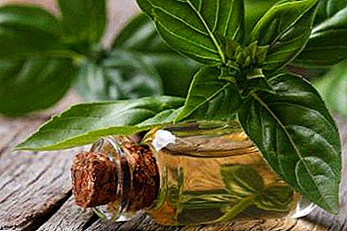 Basil's miraculous oil: properties, application, method of cooking at home and a lot of other useful information