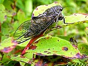 Cicadas: white and buffalo - measures and means to combat singing pests