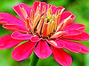 Zinnias: cultivation, care, fight against diseases and pests