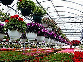 Flores y negocios: la rentabilidad del cultivo de rosas y tulipanes en el invernadero.