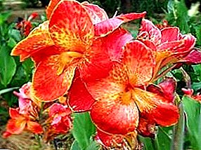 Canna flowers: features, planting and care, use