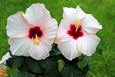 Fleur d'amour ou hybride d'hibiscus: description des variétés, plantation et soin