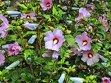 "Flower of love" op uw site - hibiscus garden: reproductie en verzorging