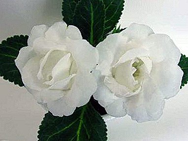 Evinizde hassasiyet çiçek - beyaz terry gloxinia
