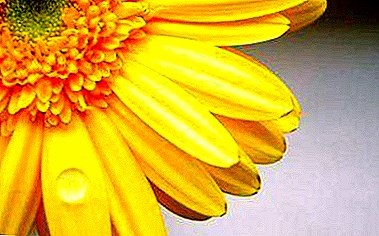 Flower of joy and happiness - yellow gerbera!