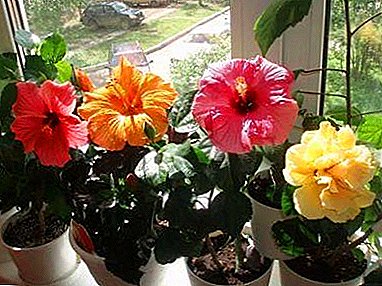 Flower of death - is it possible to keep hibiscus at home?