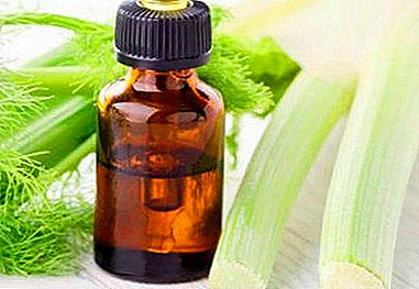 A gift of nature - fennel oil. Properties of the air and storage nuances, as well as the rules of application