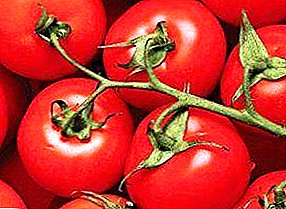 "Δώρο της περιοχής του Βόλγα": περιγραφή και χαρακτηριστικά μιας ποικιλίας ντομάτας, συστάσεις για την καλλιέργεια τομάτας