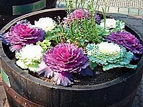 Decorative cabbage - an exotic and bright element in your garden