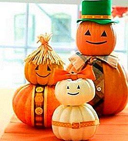 Decorative pumpkin for crafts and decor on Halloween: how to dry?