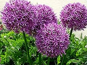 Decorative onions: planting, growing, care features