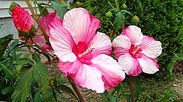 Decorative miracle - swamp hibiscus