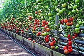 Efectuarea serii potrivite pentru tomate cu mâinile tale: alegerea materialului și secretele de îngrijire