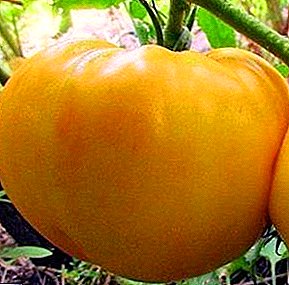Garšīgi tomātu "Lemon Giant": šķirnes apraksts, audzēšanas īpašības, tomātu fotogrāfija