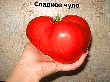 الطماطم اللذيذة "المعجزة الحلوة": وصف للتنوع وأسرار الزراعة
