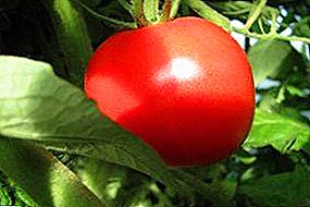 Bestämd tomat "Rich Hata": Beskrivning av sorten, utbytet, särdrag av odling och skadedjursbekämpning
