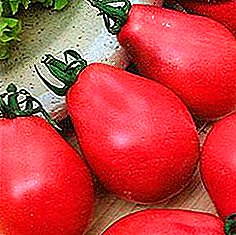 Les enfants aiment frais, tout droit de la brousse, la description de la variété de tomate "Pink Pear"