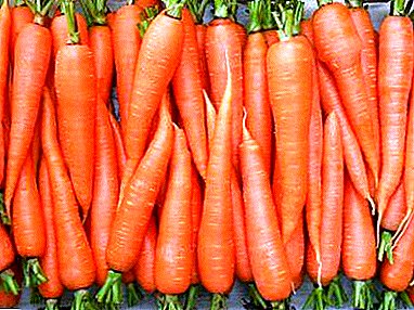 Niñas en el calabozo, o las mejores variedades de zanahorias para almacenamiento para el invierno.