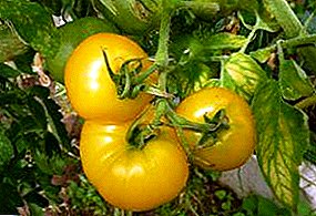 Dietary variety of tomato "Honey Sugar": a description of a tomato, especially its cultivation, proper storage and pest control
