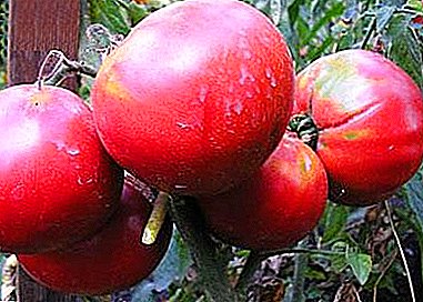 Wild Rose - lækker skønhed på dit websted: beskrivelse af sorten, især dyrkning af tomat
