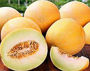 Melon in own garden: growing and care