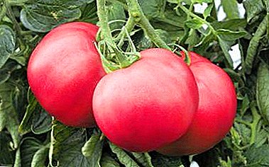 Pöydän diplomaatti on Raspberry Paradise tomato: kuvaus lajikkeesta ja viljelyominaisuuksista.