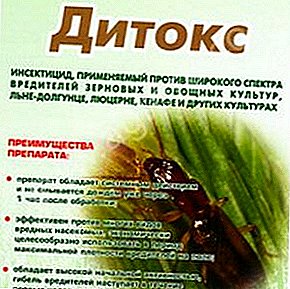 Ditox  - ジャガイモ害虫に対する人気のある治療薬