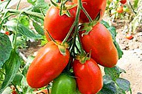 Zur Konservierung einer geeigneten Tomate "Eingelegte Delikatesse": eine detaillierte Beschreibung der Sorte