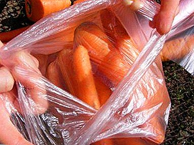 For lovers of orange root vegetables - how to store carrots in the refrigerator in order to preserve its beneficial properties?