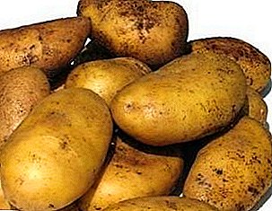 For lovers of early harvests - potato "Bryansk delicacy": description of the variety and characteristics