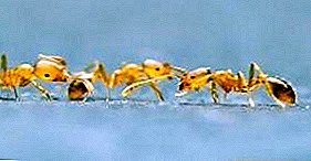 A formiga doméstica do faraó: qual é o dano dele e como lidar com isso?