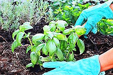 Megengedett, hogy az uborka mellé bazsalikomot ültetzünk, és hogyan lehet ezt megtenni? A növények gondozása az ültetés során