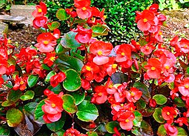 Do you know enough about the beneficial and harmful properties of home begonia?