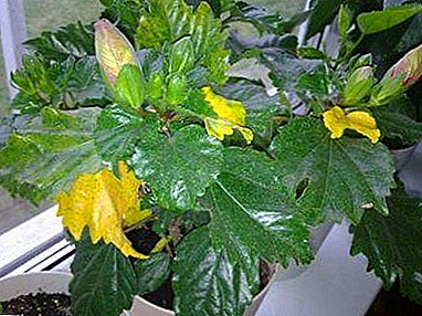 Do you know enough about why the leaves turn yellow room Chinese roses? The main causes and methods of treatment