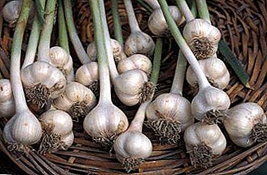 Do you know enough about winter garlic care, its diseases and feeding features?